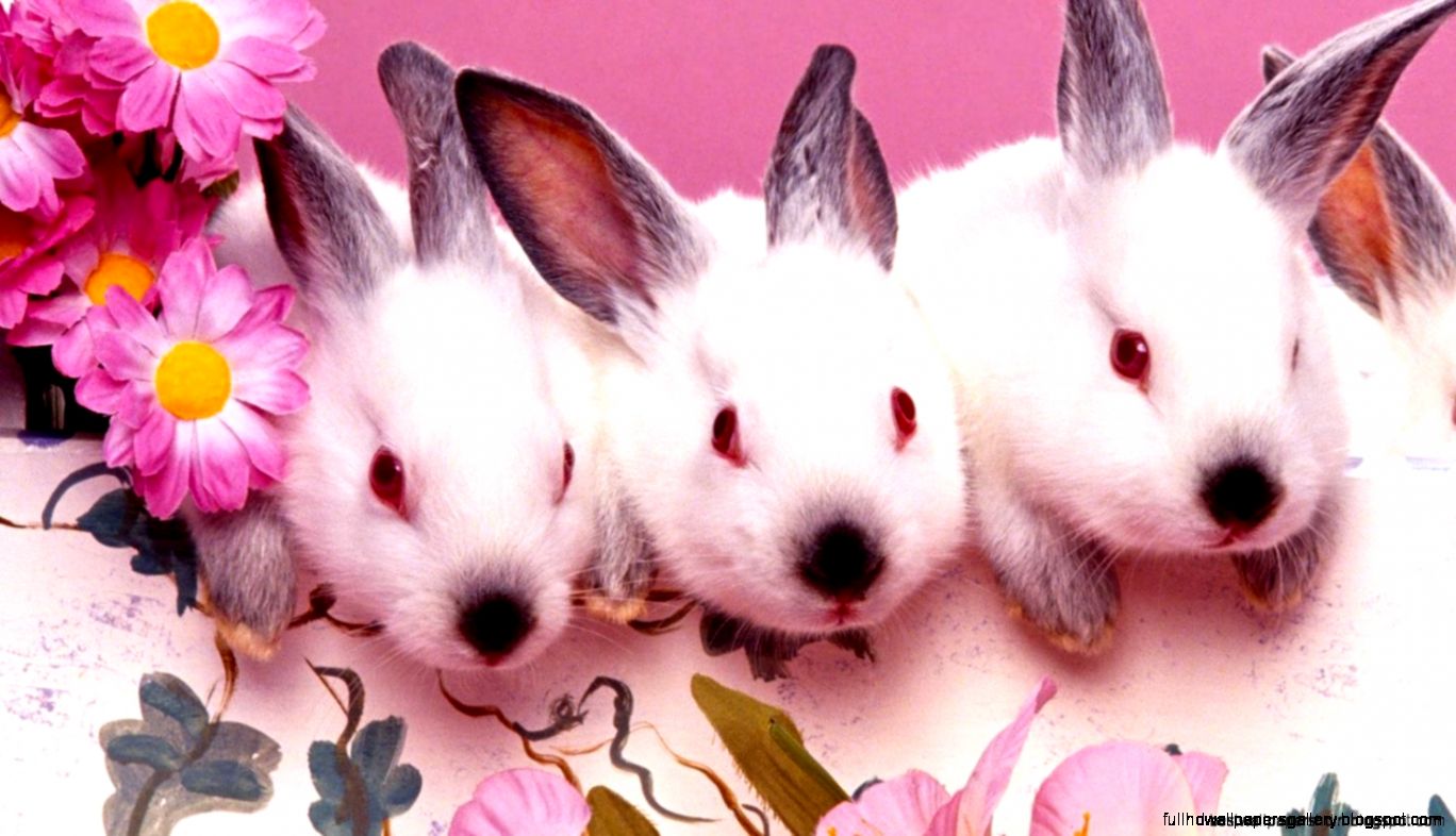 Cute Rabbit Wallpaper Clean White Full Hd Wallpapers Cute Rabbit Wallpaper Clean White Full Hd Wallpapers