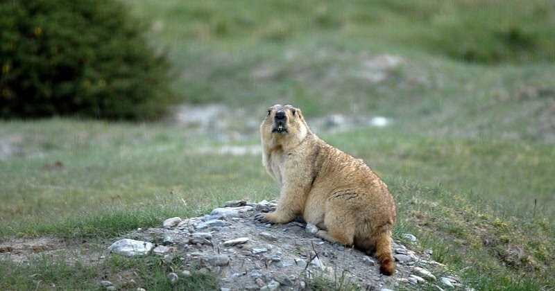 Himalayan marmots: Gold-diggers on the plateau - CGTN