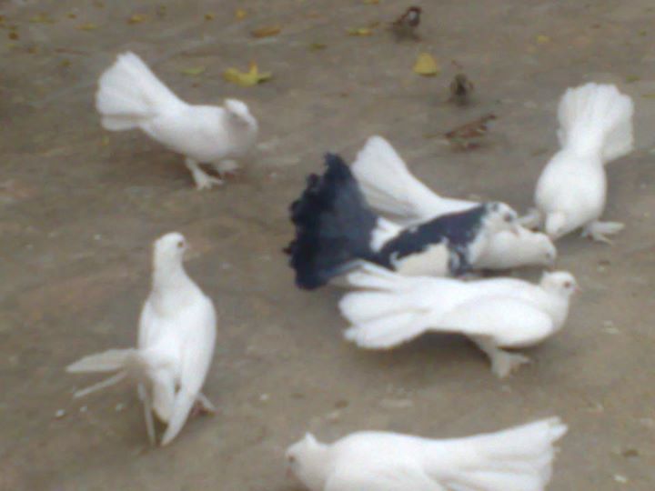 Laka Pigeons For Sale In Gujar Khan Pets For Sale In Pakistan