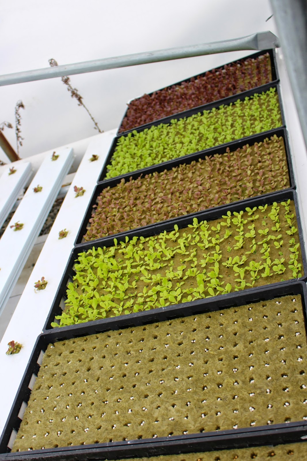 Stony Hill Farms CSA Hydroponics