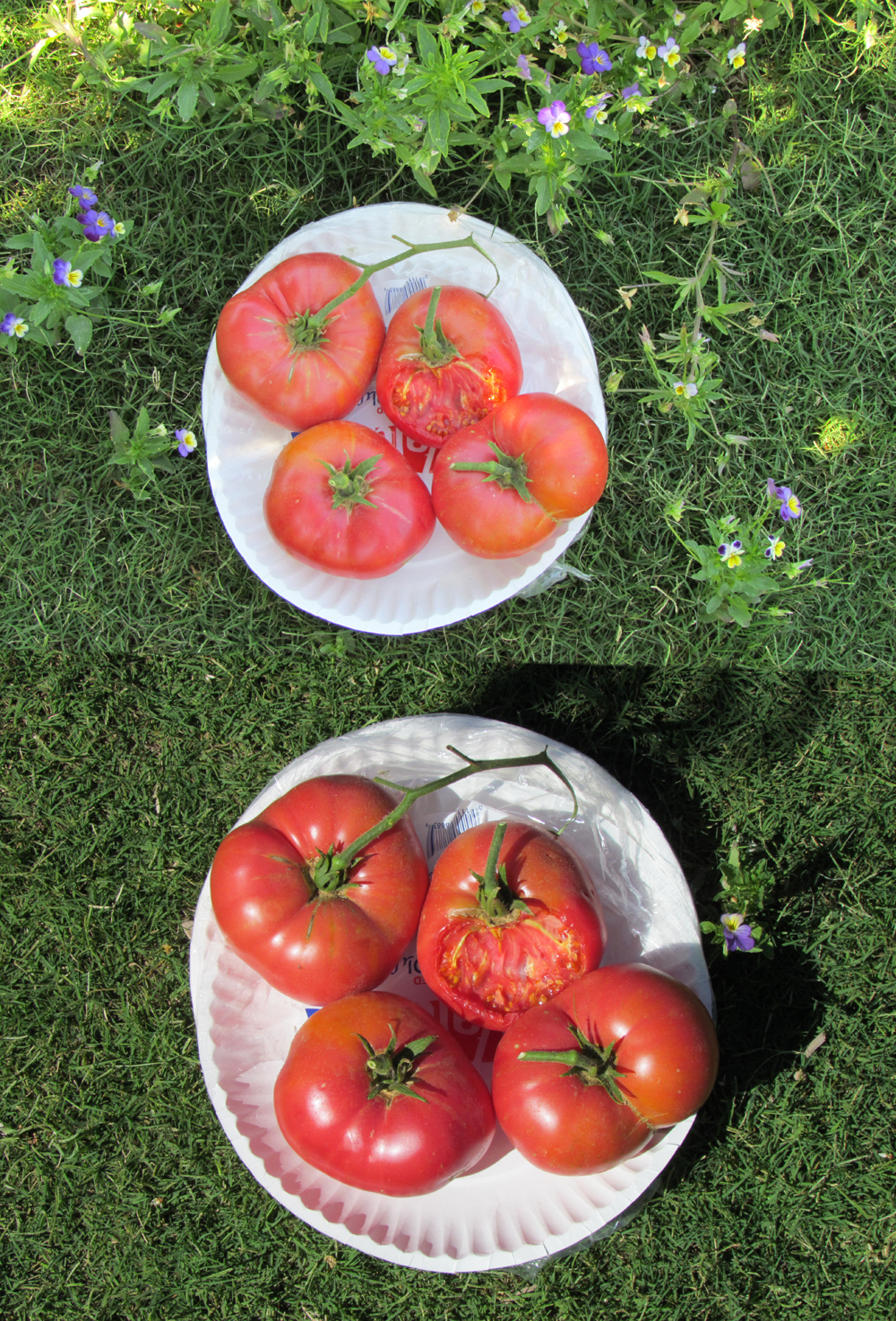 Edible Herbs, Flowers & Other Edibles Grow Your Own Dinner! Pink