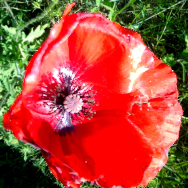 coquelicot.jpg