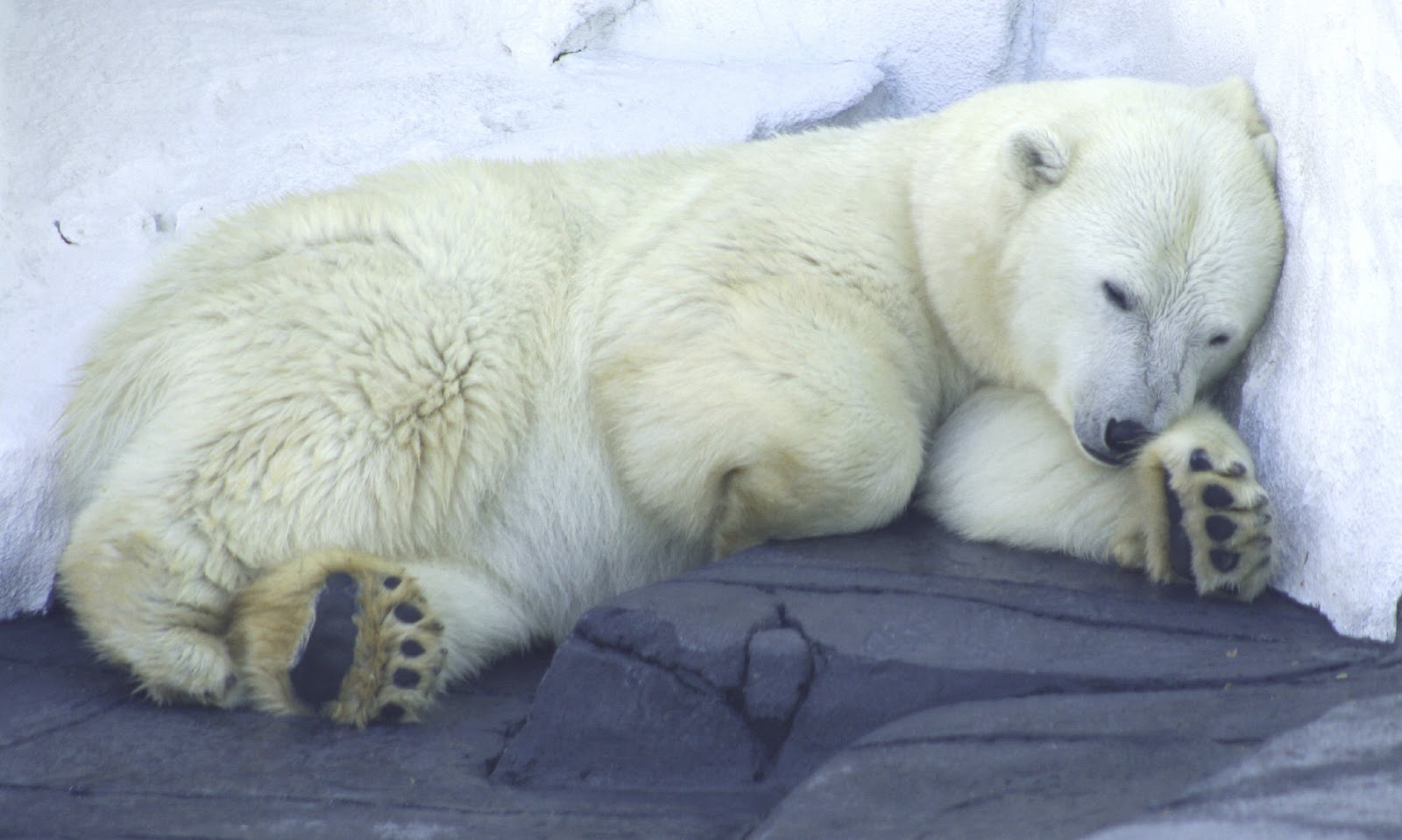 animals that hibernate in winter animals that hibernate in winter