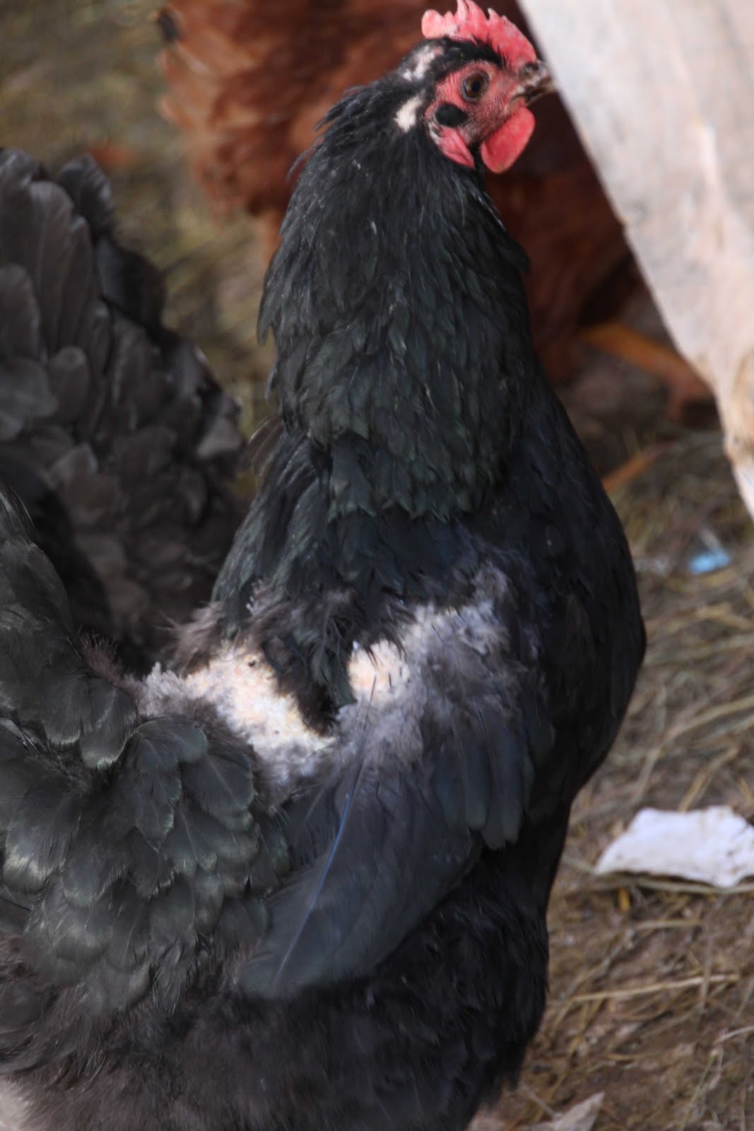 Reader Question Why are my chickens bald on their back end