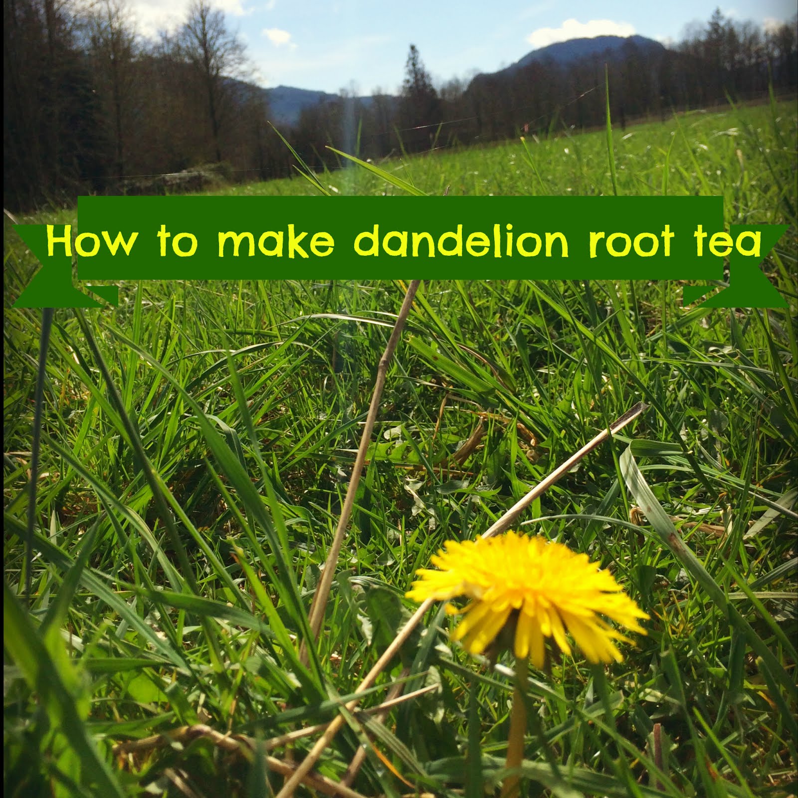 How to make dandelion root tea