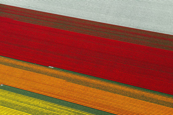 Netherlands Tulip Fields From Above