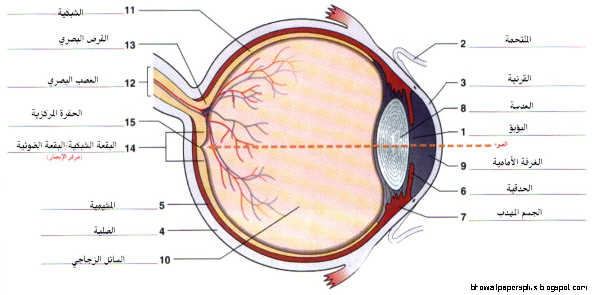EYE ANATOMY QUIZ LABEL images galleries EYE ANATOMY QUIZ LABEL images galleries