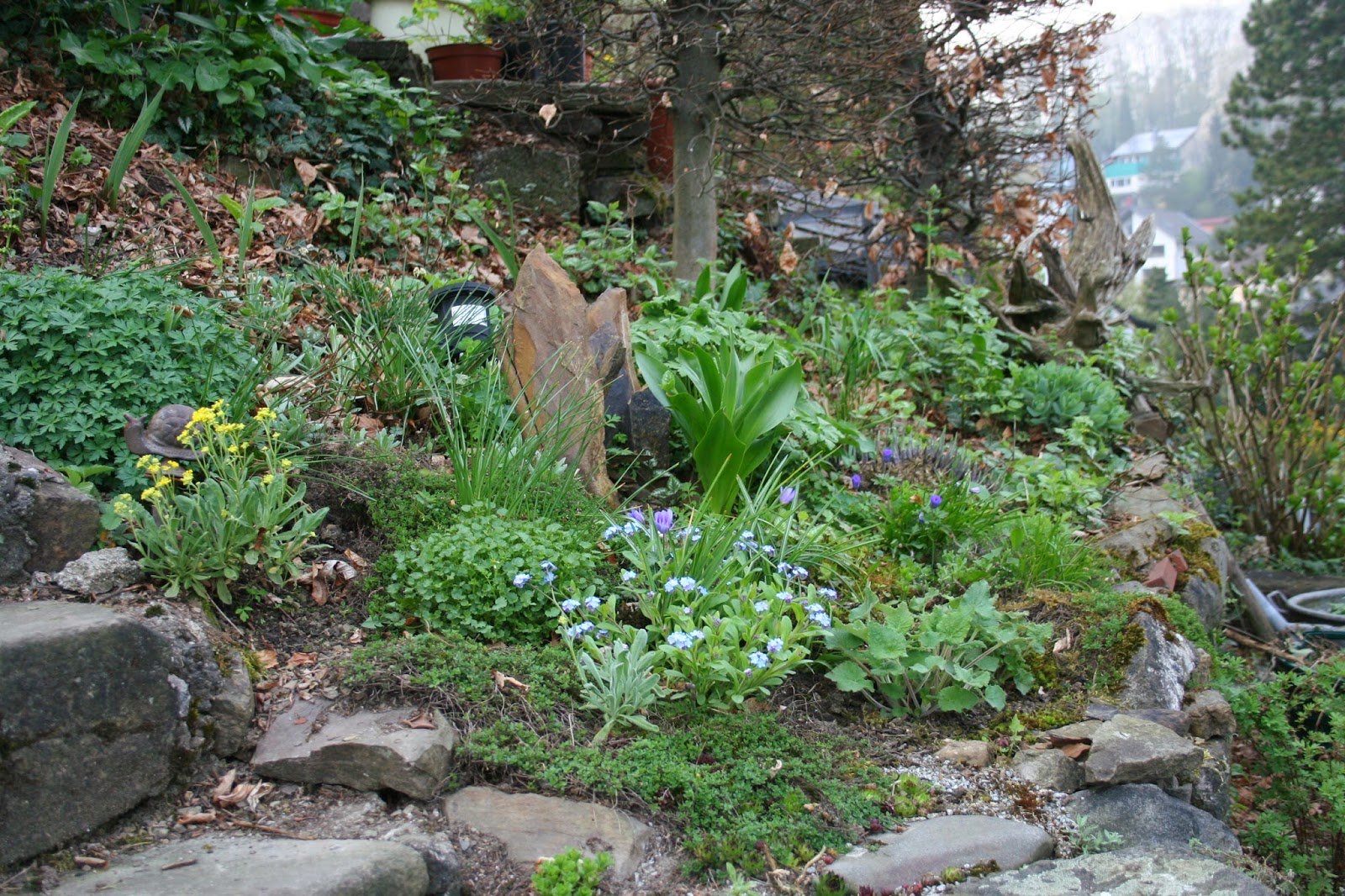 Garten Und Landleben Mahonie Immergruner Fruhjahrsbluher