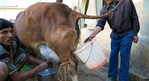 印度商店賣牛尿 民眾拿牛糞刷牙