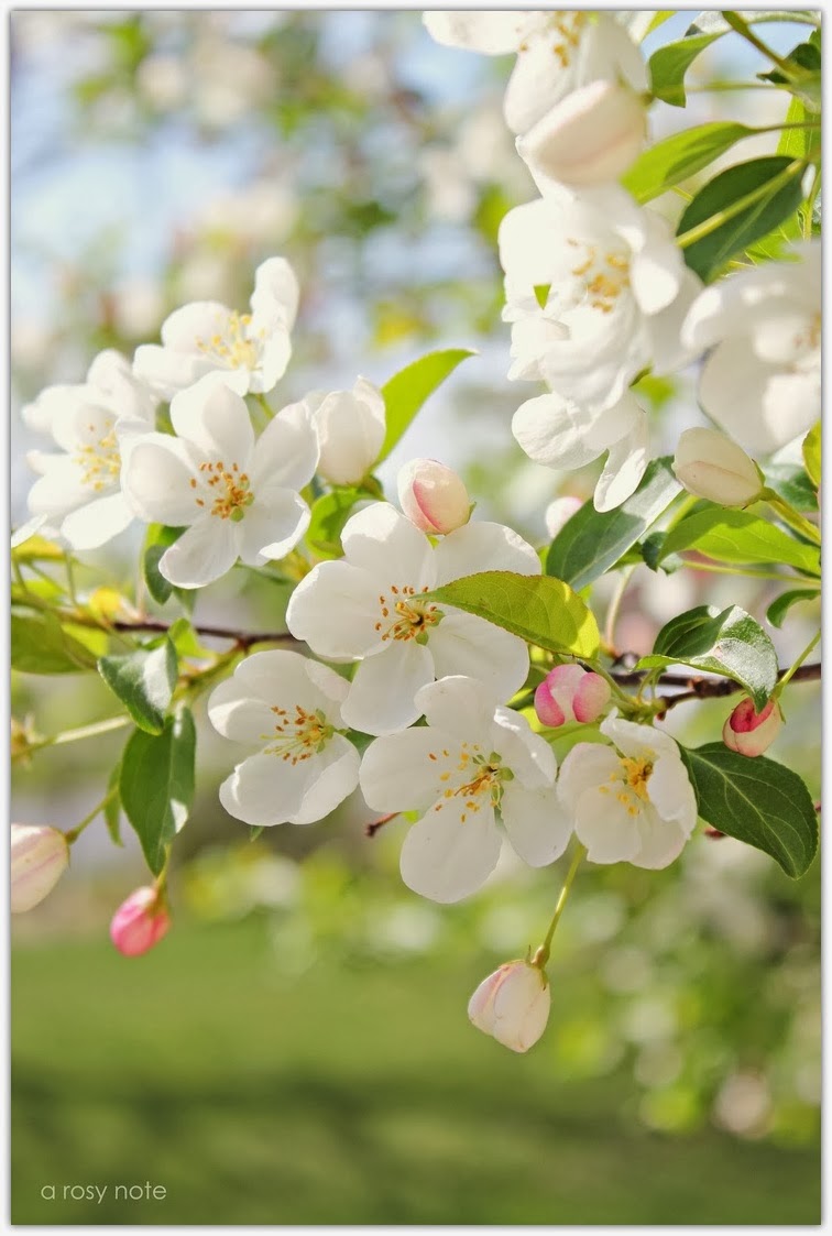 Delicate Cherry Blossoms