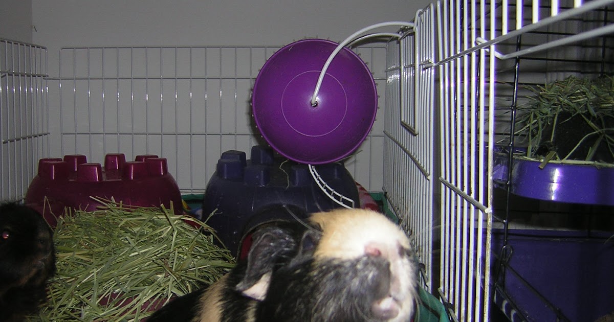 Cavy Savvy A Guinea Pig Blog How Much Does It Cost To Take A Guinea