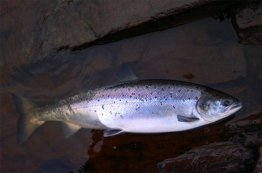 Chavanga Fish Blog Very interesting! Mix salmon fishing tour in Russia.!