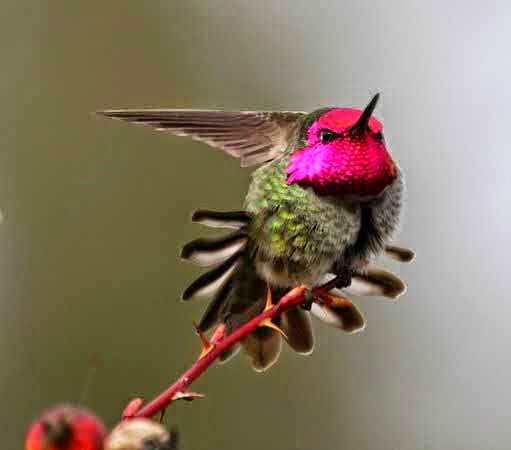 Foto Burung Kolibri Merah Jantan