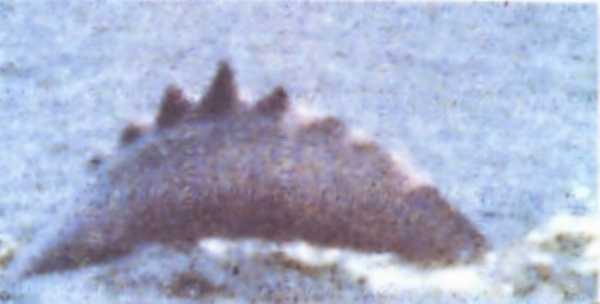 Living Dinosaurs In Wikileaks Video And The Likouala Swamp In The Congo 22