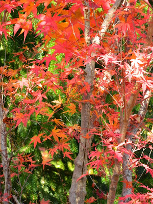 Acer palmatum Kagiri Nishiki Japanese maple fall foliage at Toronto Botanical Garden by garden muses-not another Toronto gardening blog 