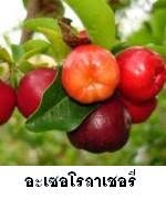 ประโยชน์ของอะเซอโรลาเชอรี่ (Acerola Cherry)