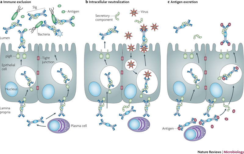 Pounding the Pavement Breastfeeding I Colostrum, Antibodies, diarrhea