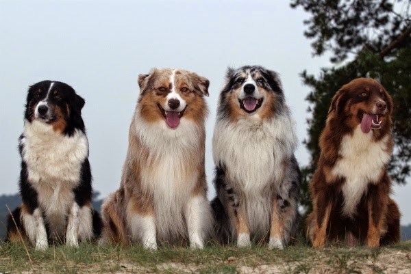 beeshond puppies for sale