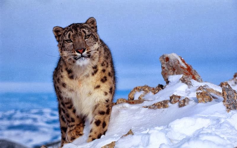 Snow Leopards Conservation Programs