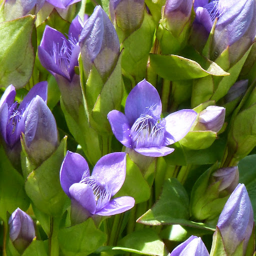 http://wild-flowers-of-europe.blogspot.nl/2014/10/gentianella-campestris.html