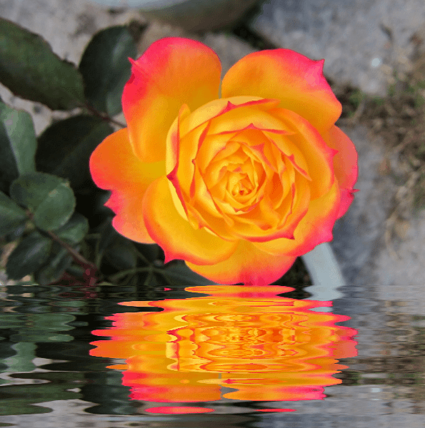 EVIDÊNCIAS... Rosas No fundo da água, efeitos gifs refléxo