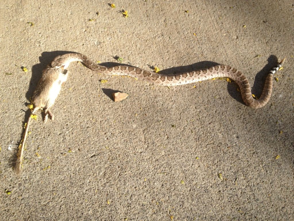 Gopher Snake - Sabino Canyon Volunteer Naturalists