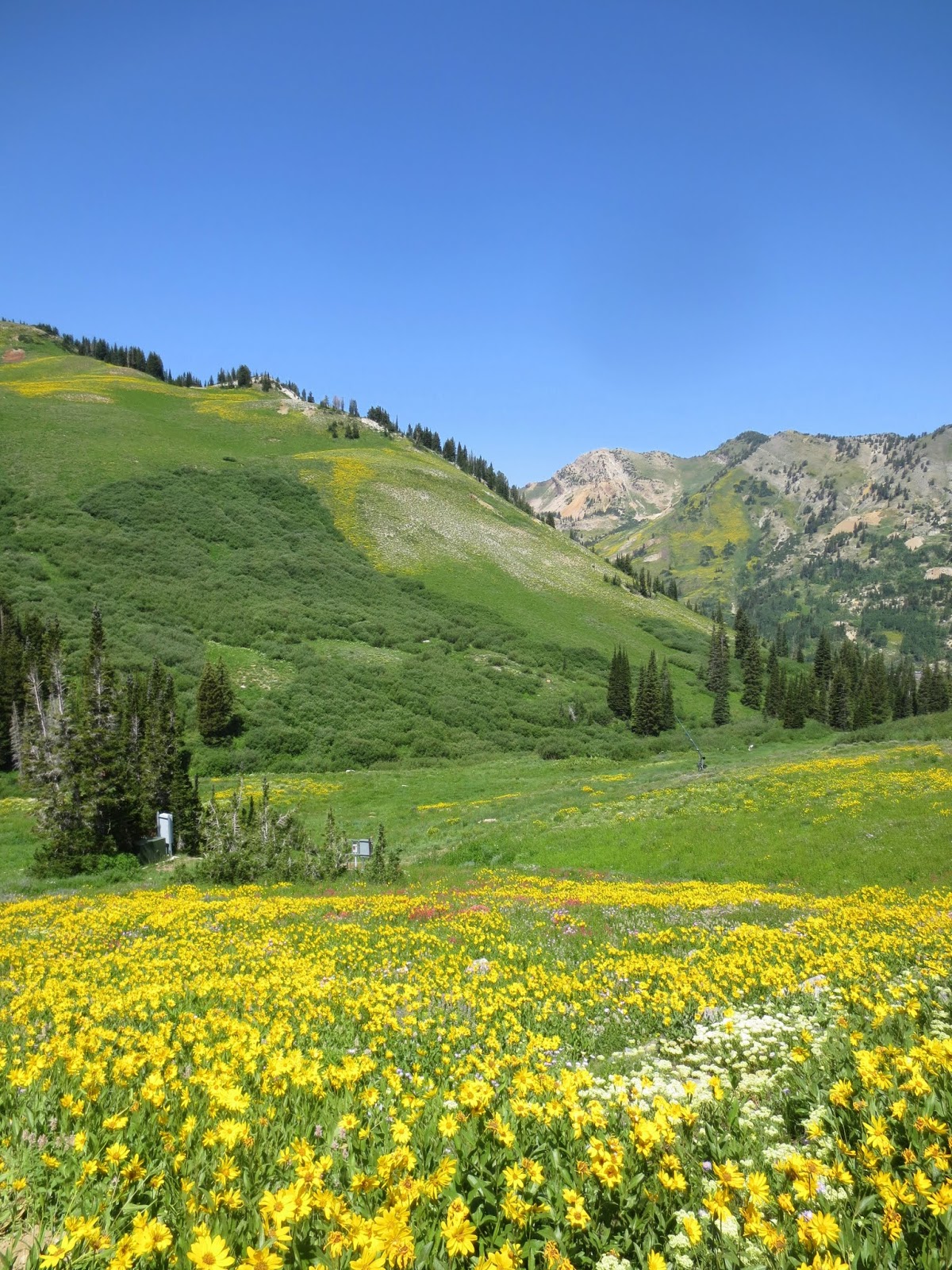 wasatch and beyond Alta Wildflowers