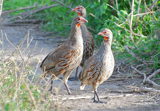 Grey-Breasted Spurfowl