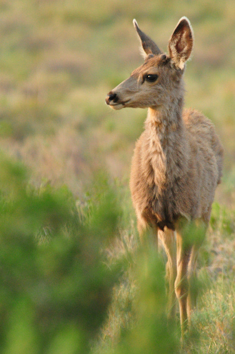 A Tree Falling Great Sand Dunes Animals