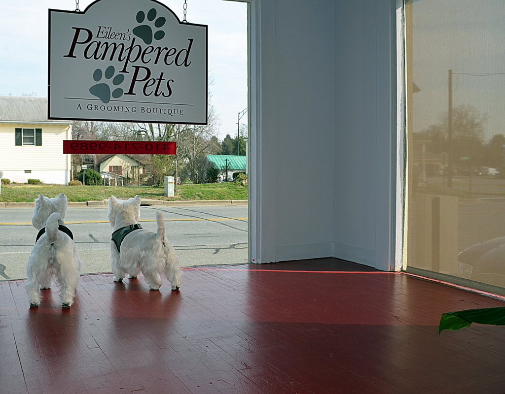 Westie Julep Pampered Pets, A Grooming Boutique