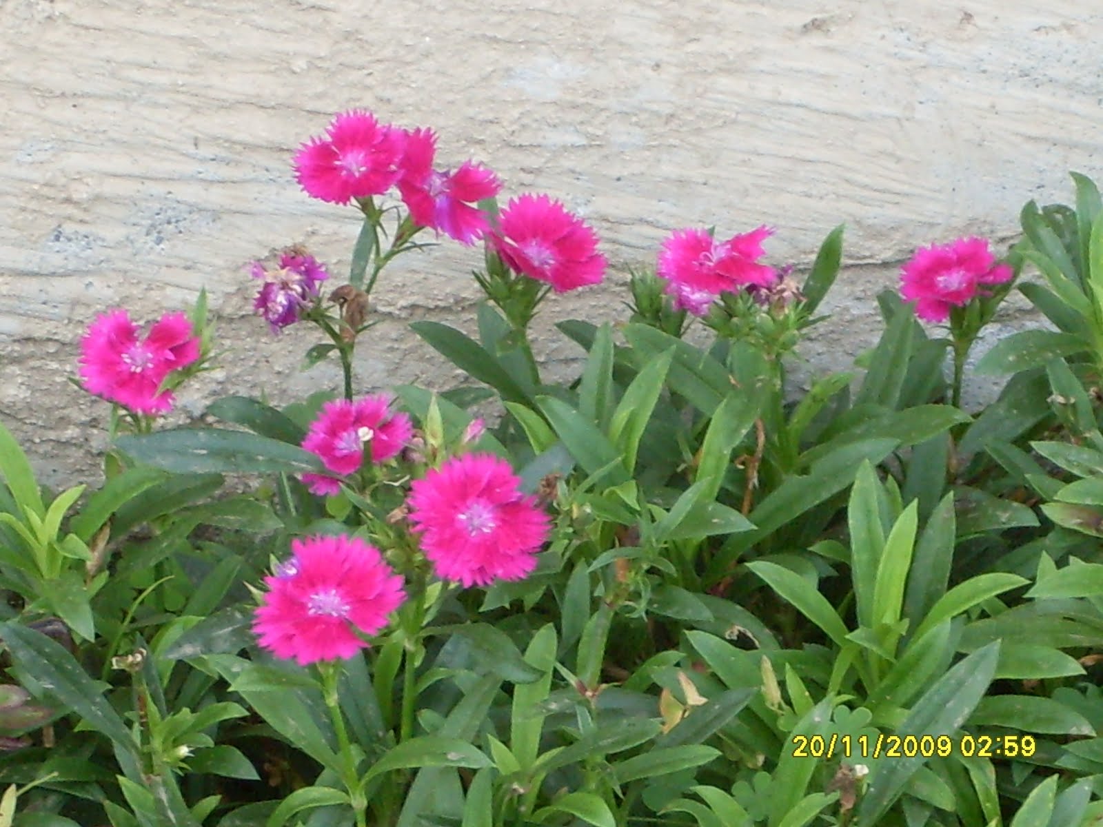 tipos de flores en general claveles