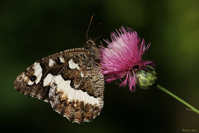 TROBALLES DE NATURA