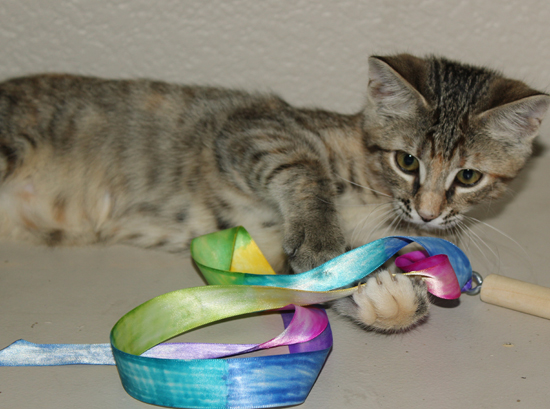 Kitten Ribbon