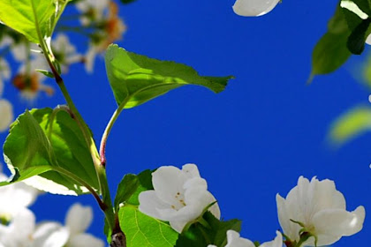 Spring Wallpaper Iphone Hd Spring Wallpaper Iphone Hd