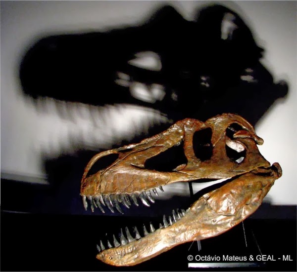 Descobertos em Portugal fósseis do maior dinossauro carnívoro da Europa