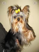 YORKSHIRE TERRIER