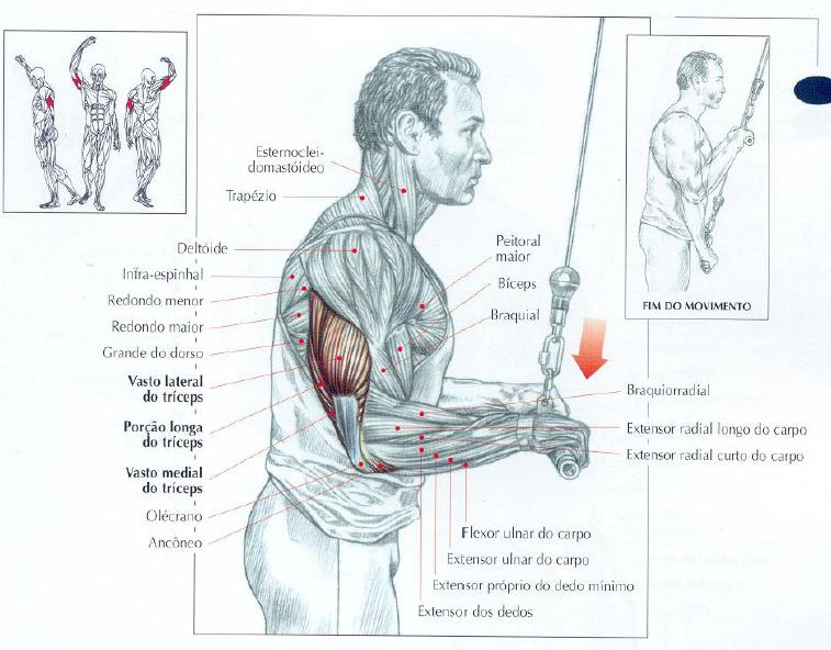Cinara Polido TRÍCEPS