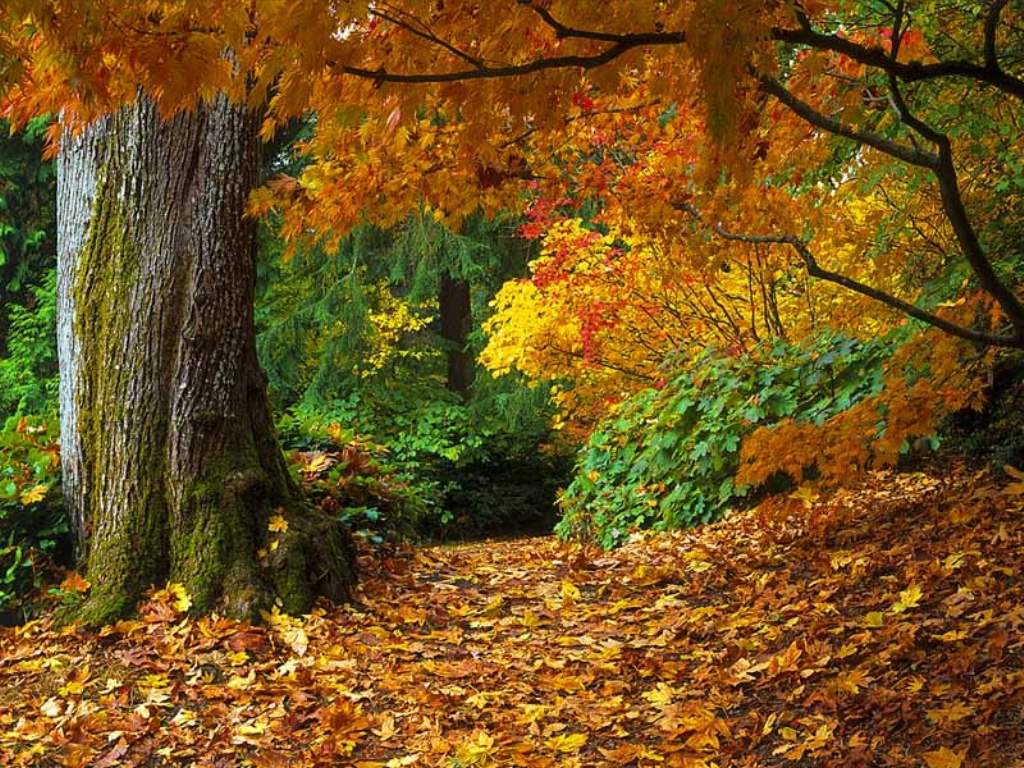 forest backround