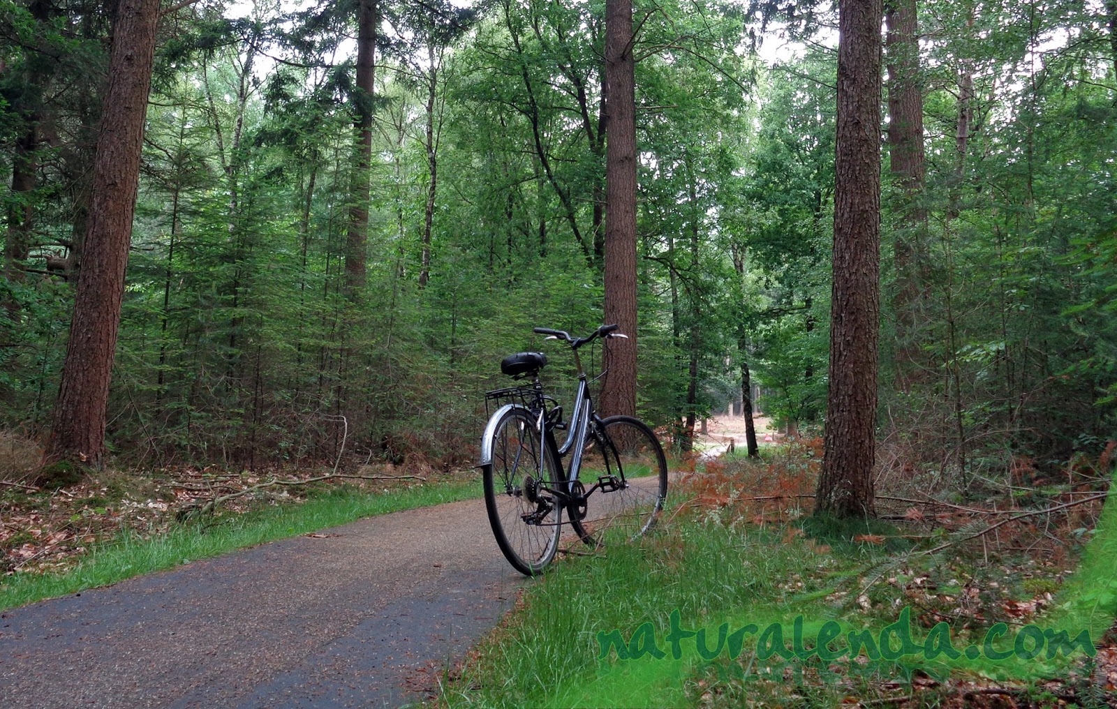 la bici por el bosque
