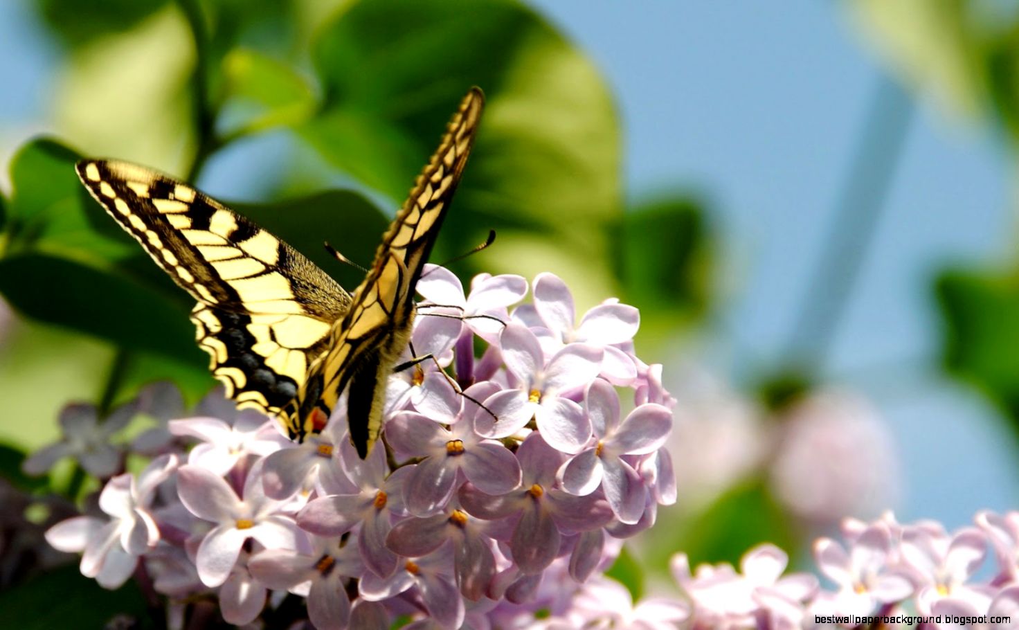 Yellow Spring Flowers with Butterflies Yellow Spring Flowers with Butterflies