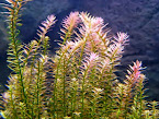 ROTALA ROTUNFOLIA