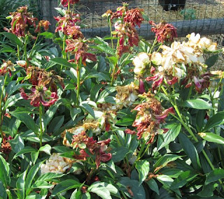 Do You Deadhead Peonies After Flowering - What Happens If You Don'T Cut Back Peonies