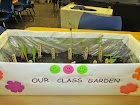 Our Indoor Class Garden