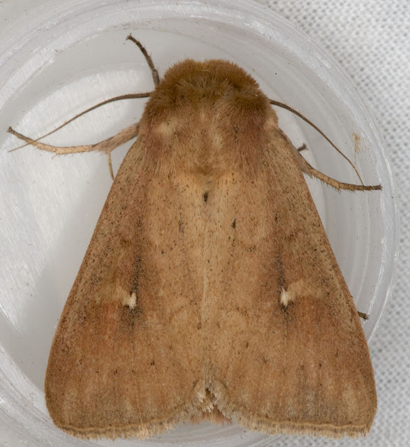 Clay, Mythimna ferrago.  Jubilee Country Park, 6 July 2012.