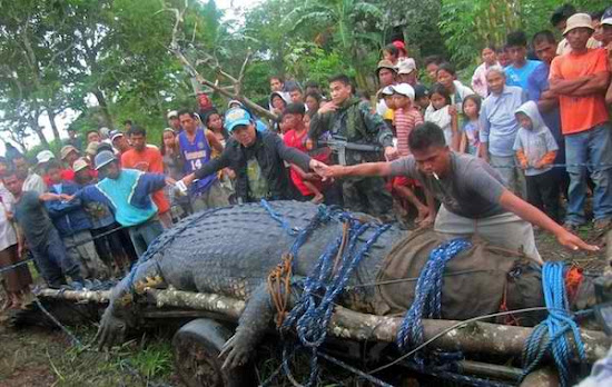 People measuring the size of Lolong, the giant buwaya.