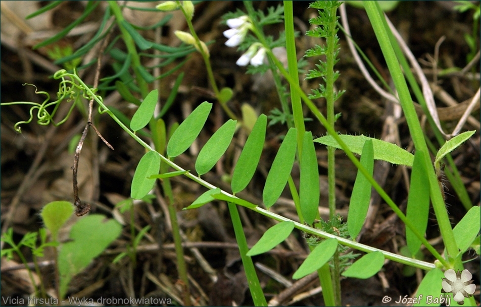 Vicia hirsuta - Wyka drobnokwiatowa