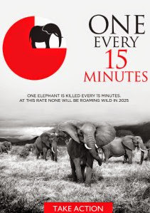 ONE ELEPHANT IS KILLED EVERY 15 MINUTES ON AVERAGE