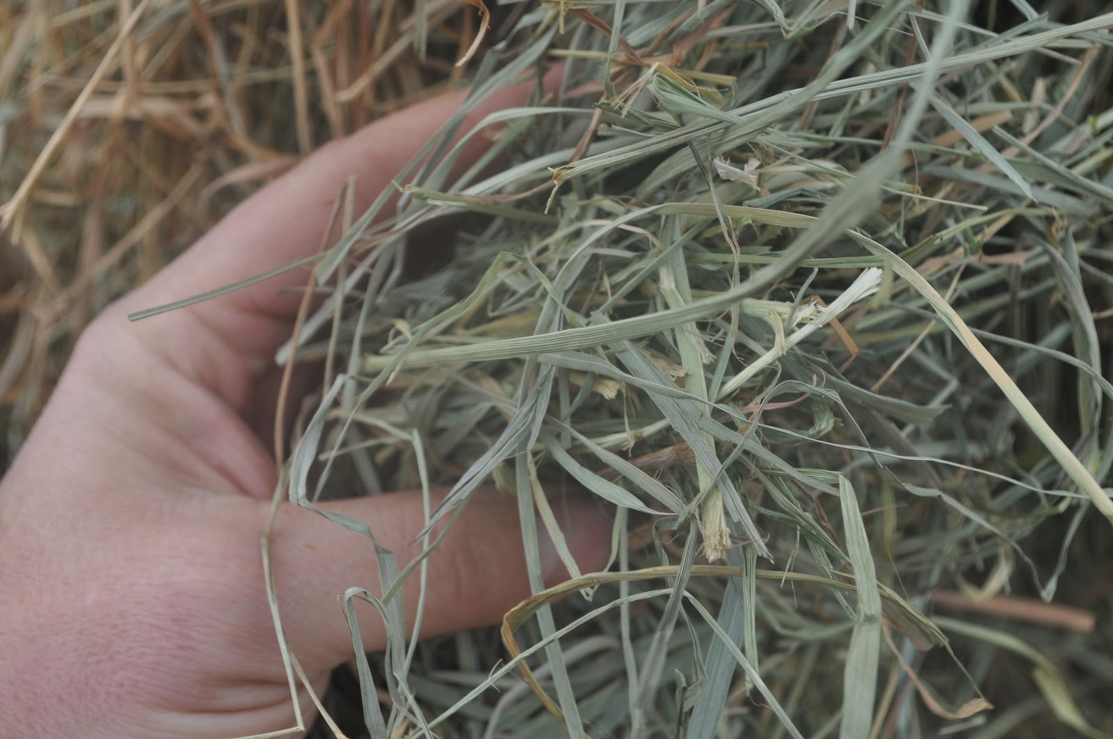 meat Spending some time with the herd & hay