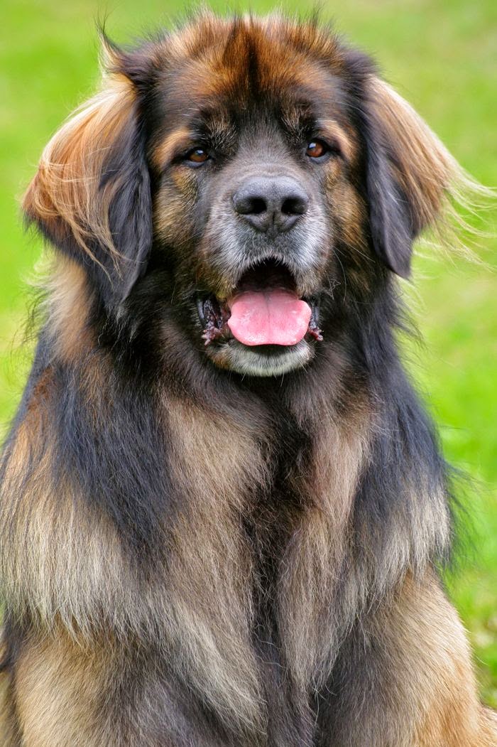Pet's We Love Top 5 Largest Dog Breeds