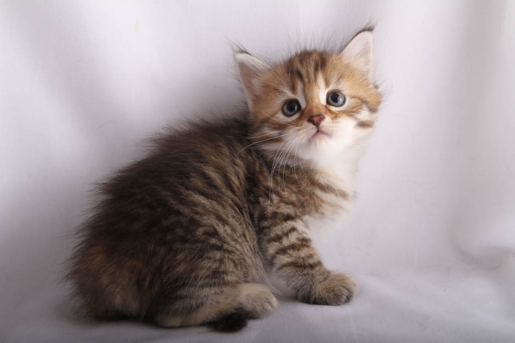 Alexandrite Siberians: Fe's Kitten - Brown Mackerel Tabby Girl "Little